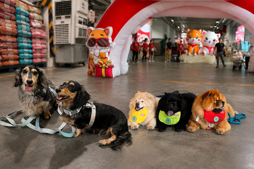 B2K Pet Warehouse Sale pet food deals in Yishun